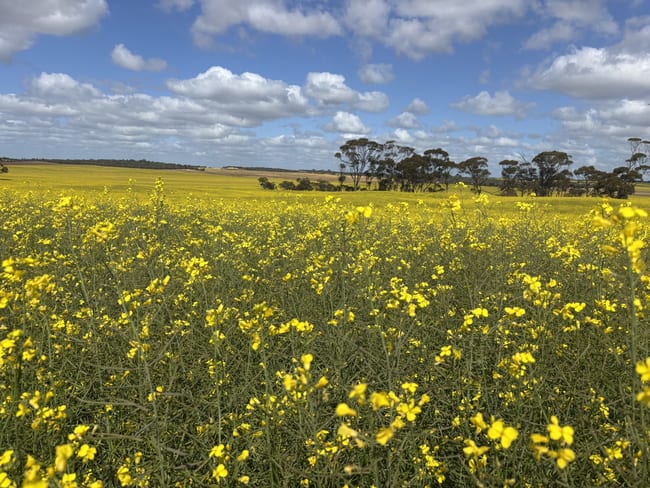 1105 Coorow-Greenhead Road Coorow WA 6515 1105 Coorow-Greenhead Road Coorow WA 6515