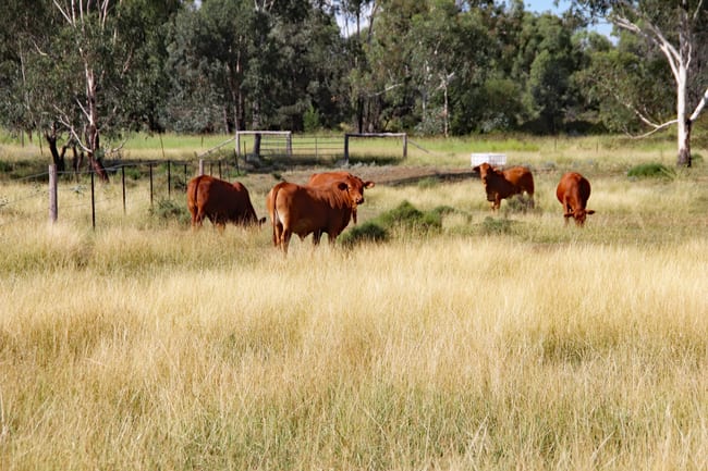 782 Floods Road Dululu QLD 4702