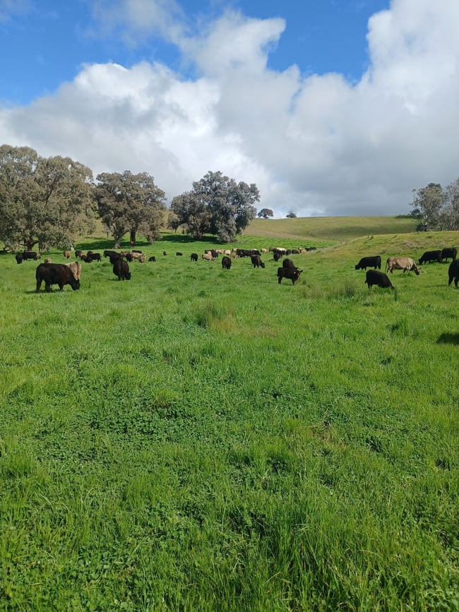 3924 Hume Highway Tarcutta NSW 2652 3924 Hume Highway Tarcutta NSW 2652