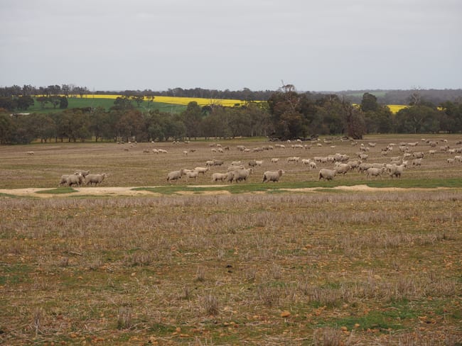 Dowrene Farm, Cnr Yerriminup and Yarralena Roads Cranbrook WA 6321 Dowrene Farm, Cnr Yerriminup and Yarralena Roads Cranbrook WA 6321