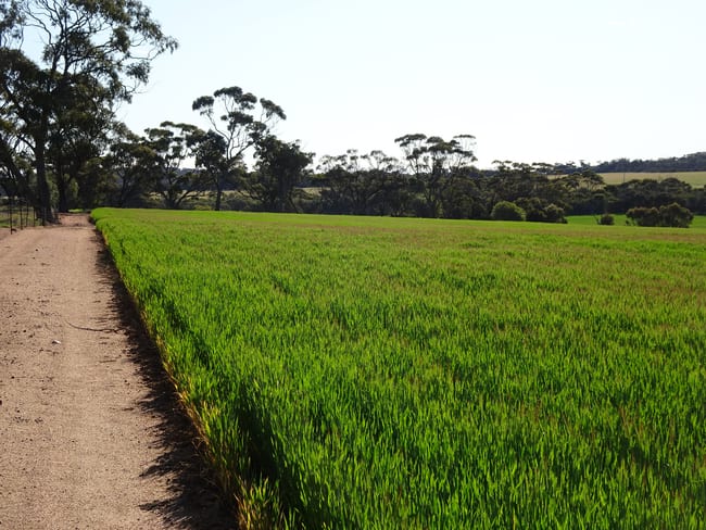 140 Yenellin Road Pingelly WA 6308 140 Yenellin Road Pingelly WA 6308