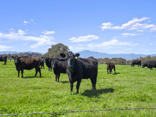 Lot 2/630 Glenroy Road Merrijig VIC 3723