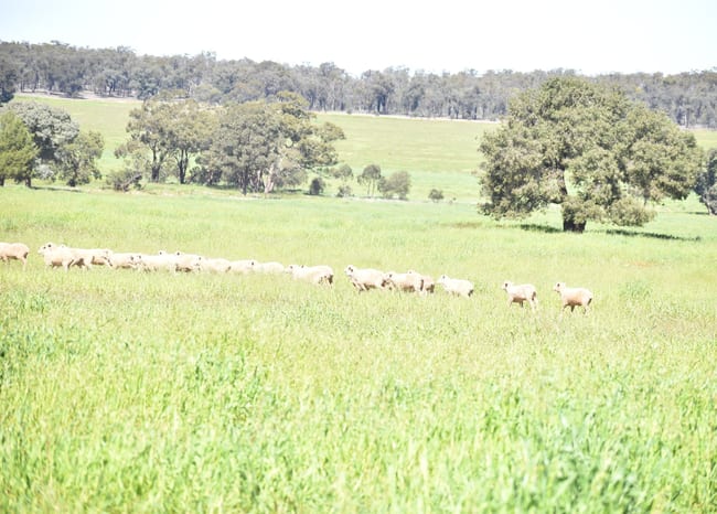2892 Springvale Road Condobolin NSW 2877