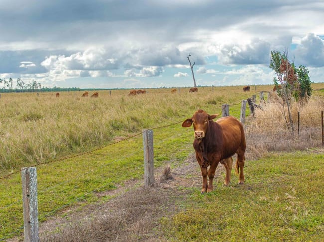 343 Suthers Road Dunmora QLD 4650