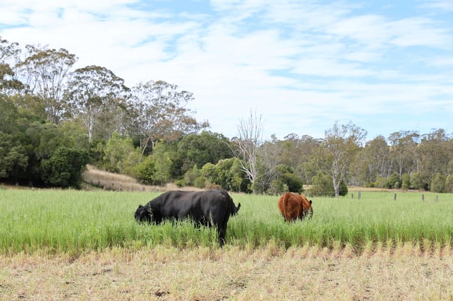 213 Kings Hill Road Highgrove QLD 4352 213 Kings Hill Road Highgrove QLD 4352