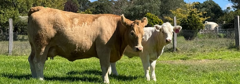 Rural / Farming commercial property for sale at 555 Palgrave Road Dalveen QLD 4374