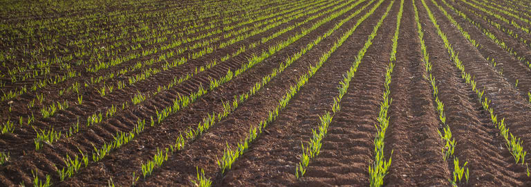 Rural / Farming commercial property for sale at Tara Moira Aggregation Trundle NSW 2875