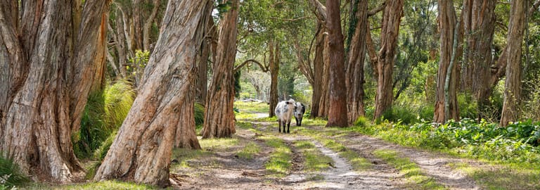 Rural / Farming commercial property for sale at 10 Frost Road Anna Bay NSW 2316