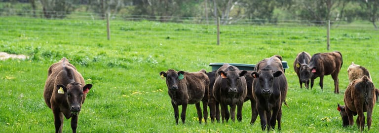 Rural / Farming commercial property for sale at 150 Nyora-st Helier Road Loch VIC 3945