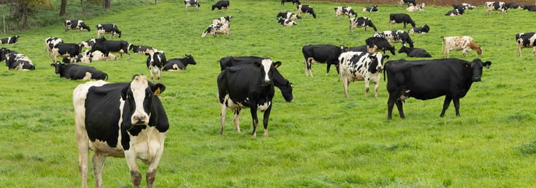 Rural / Farming commercial property for sale at 99 Jocks Road Forest TAS 7330