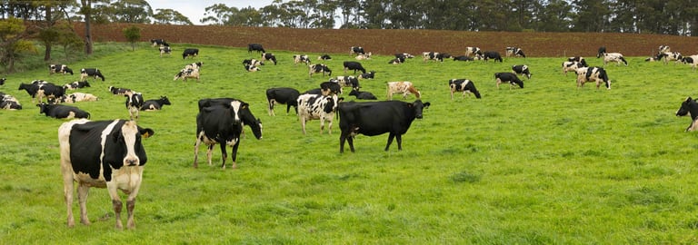 Rural / Farming commercial property for sale at 99 Jocks Road Forest TAS 7330