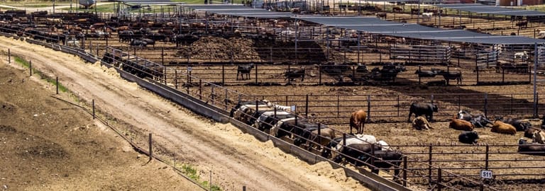 Rural / Farming commercial property for sale at Back Paddock Feedlot 1156 Parrakie North Road Lameroo SA 5302 Rural / Farming commercial property for sale at Back Paddock Feedlot 1156 Parrakie North Road Lameroo SA 5302