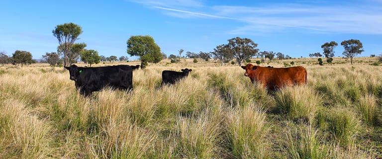 Rural / Farming commercial property for sale at 6858 Warialda Road Yetman NSW 2410