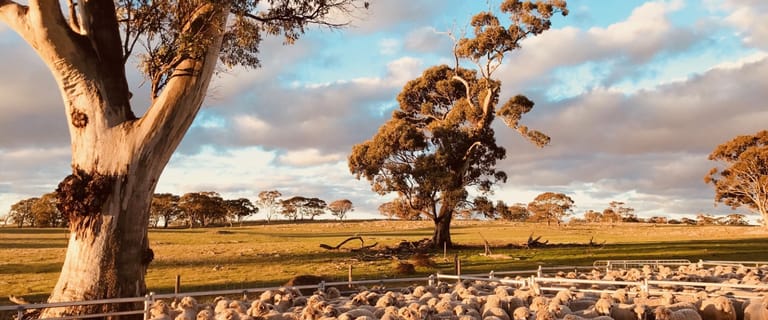 8 Commercial Real Estate Properties For Sale In Mount Mckenzie Sa 5353