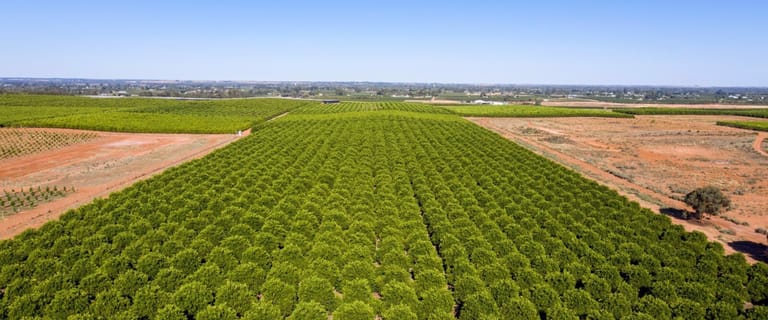 Horticulture commercial property for sale at Mirage Citrus 582 Government Road Renmark West SA 5341