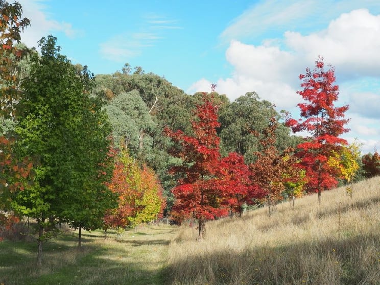 142 Red Hill Road Beechworth VIC 3747 - Image 2