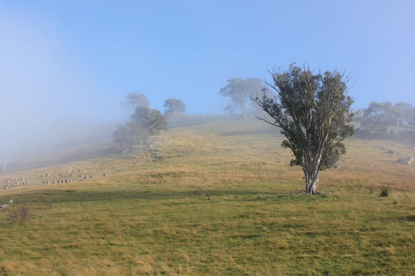 Click to view all images Gables, Nanangroe Road Berremangra NSW 2582 - Image 3
