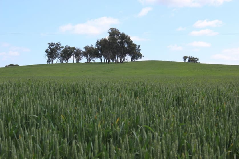 For Sale: Tallawang Dunedoo NSW 2844 - Image 1