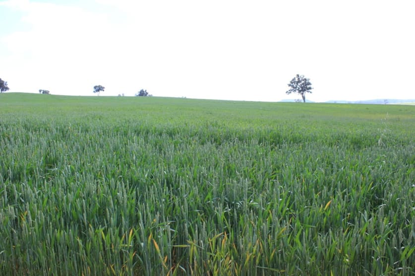 For Sale: Tallawang Dunedoo NSW 2844 - Image 2