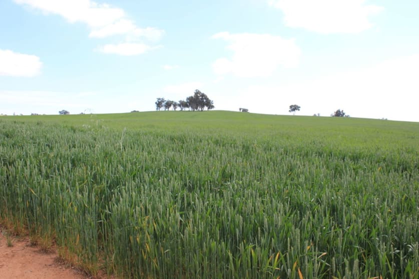 For Sale: Tallawang Dunedoo NSW 2844 - Image 3