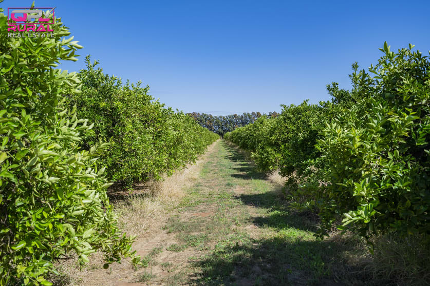 Click to view all images 60 Stringer Road Leeton NSW 2705 - Image 3