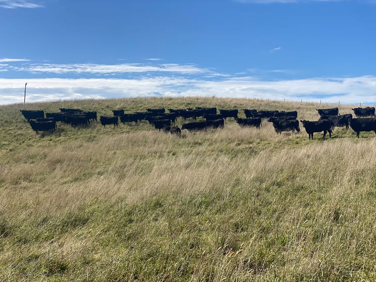 2, 689 Woodhouselee Road Crookwell NSW 2583 - Image 3