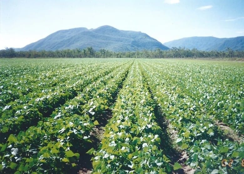 Lot 6 & 7 Webb Road Majors Creek QLD 4816 - Image 2