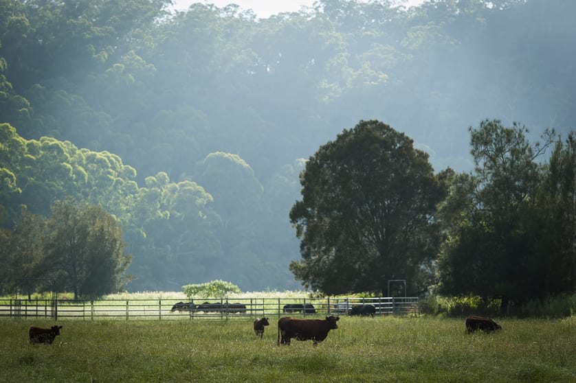 335-417 Settlers Road Lower Macdonald NSW 2775 - Image 2