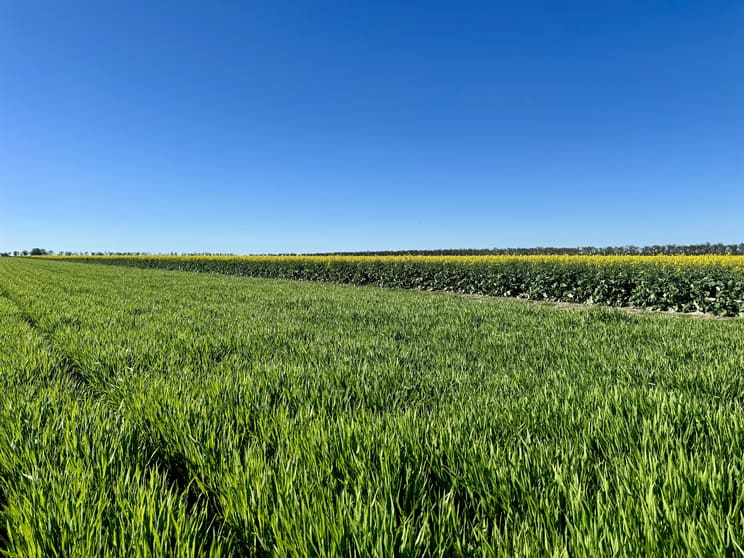 Terlings Newell Highway Moree NSW 2400 - Image 2