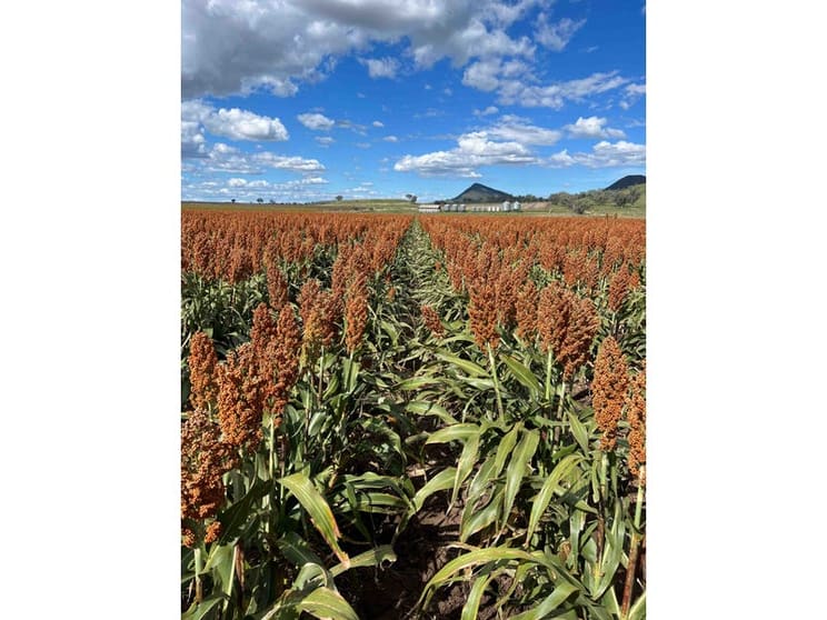 Click to view all images Mullaley NSW 2379 - Image 3