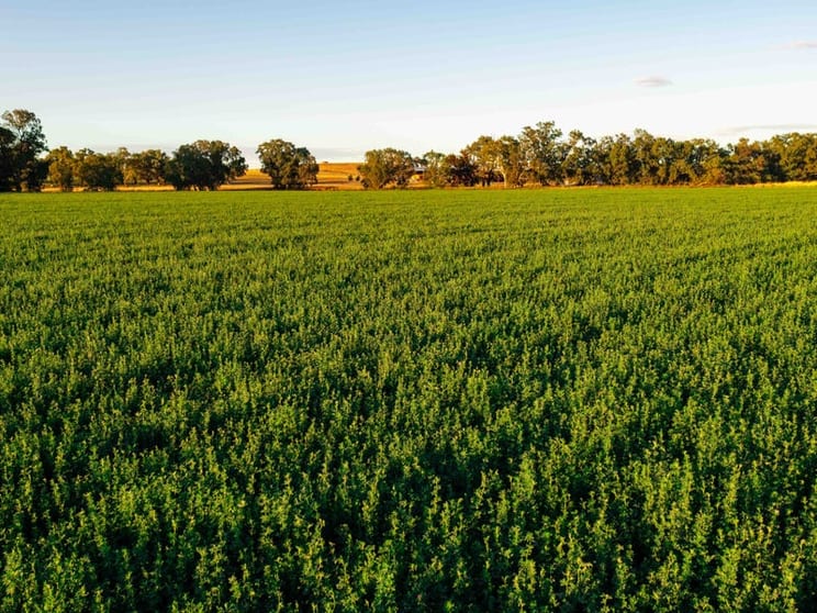 Canowindra NSW 2804 - Image 2