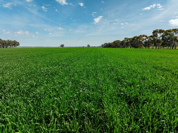 90 Kilnyana Road Savernake NSW 2646 - Image 2