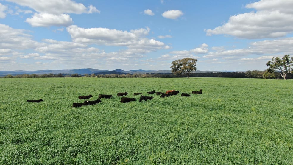 11 Rosehill Road Rocky Creek NSW 2371 - Image 2
