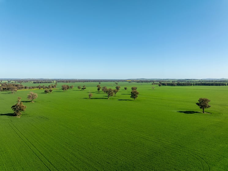 484 Merri Meric Road Henty NSW 2658 - Image 2