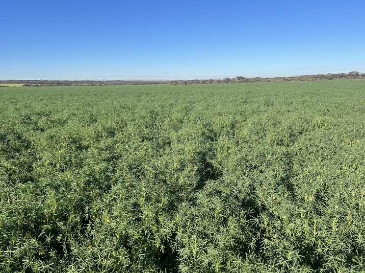 1650 Dulyalbin Road South Bodallin WA 6424 - Image 3