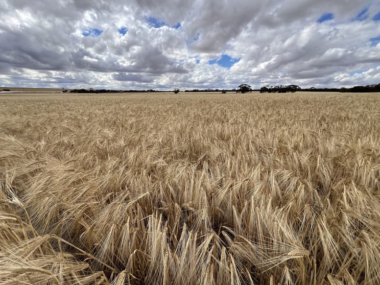 "Waitavalo Farms" "Waitavalo Farms" Narembeen WA 6369 - Image 3