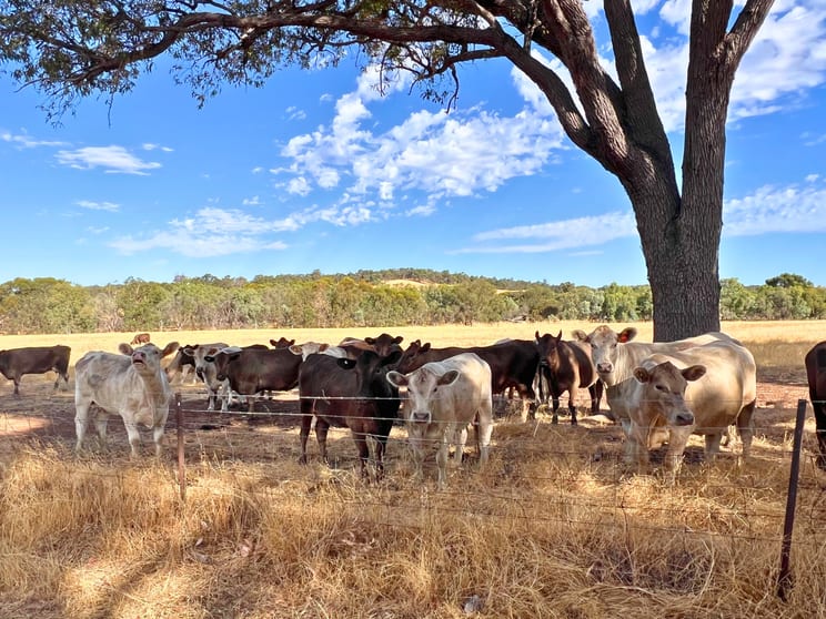 Click to view all images Lot 1 & 723 Wariin Road Copley WA 6562 - Image 3