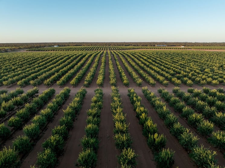 971 Wilga Road Red Cliffs VIC 3496 - Image 2