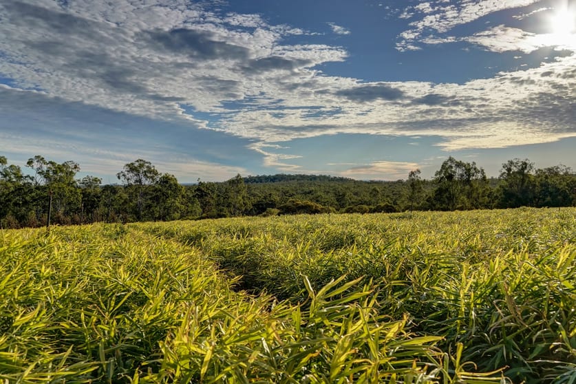 63 Griggs Rd Eureka QLD 4660 - Image 3