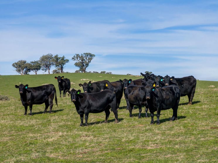 7440 Hume Highway Jugiong NSW 2726 - Image 4