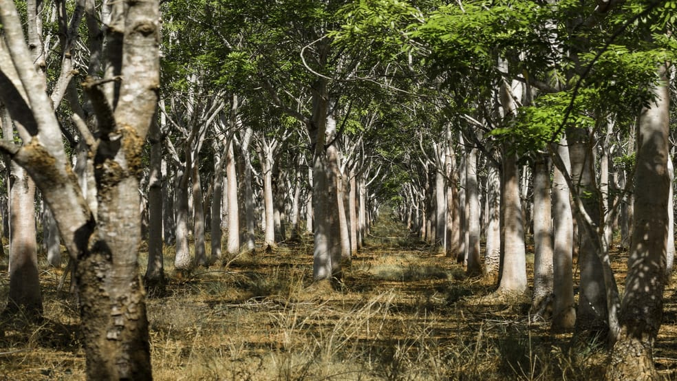 Douglas-daly NT 0822 - Image 3