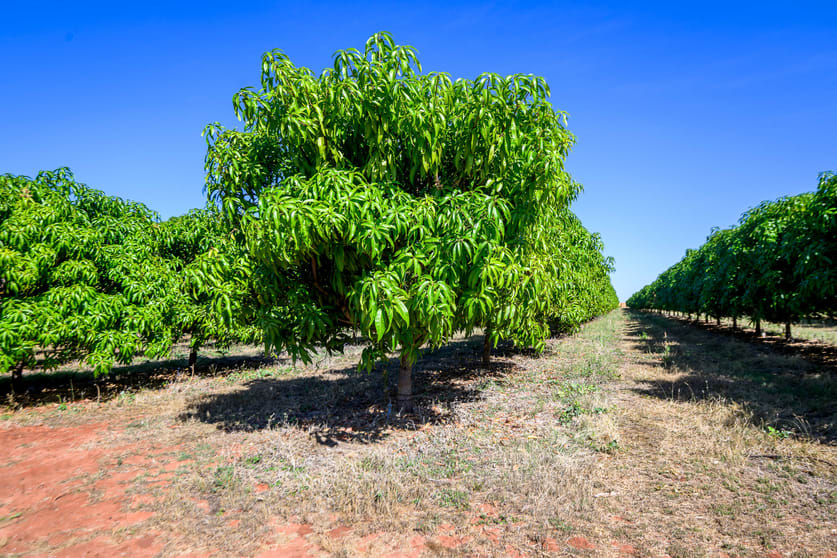 Click to view all images 0 Foxalicious Farm Katherine NT 0850 - Image 5