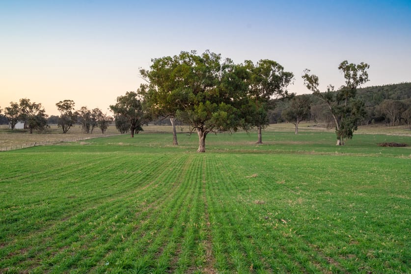 'Tullatoola' 798 Packham Drive Molong NSW 2866 - Image 1