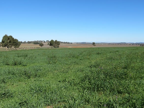 223 Highfield Lane Geurie NSW 2818 - Image 2