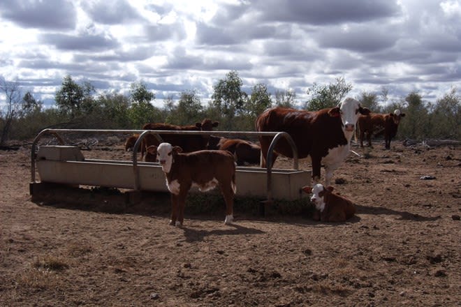 24265 Moonie Highway St George QLD 4487 - Image 2