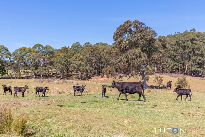 Click to view all images 884 Charleys Forest Road Braidwood NSW 2622 - Image 3