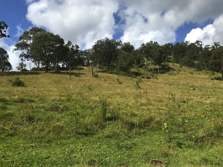 Rivertree NSW 2372 - Image 2