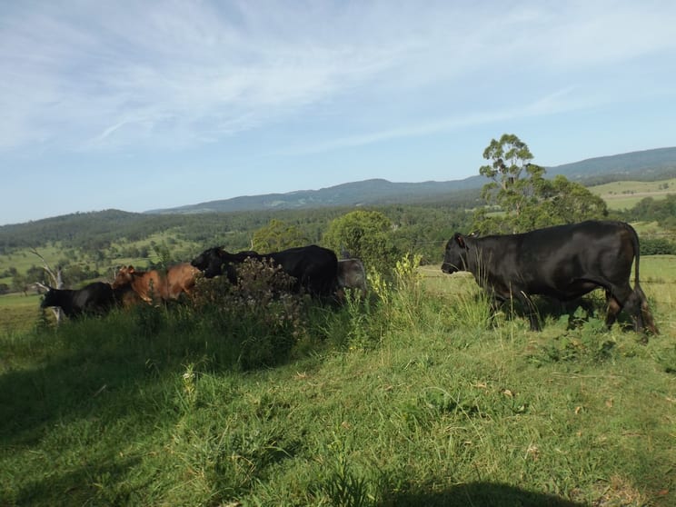 2914 Sextonville Rd Woolners Arm NSW 2470 - Image 1