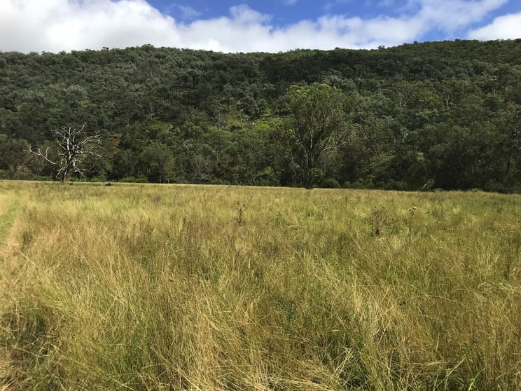 Rivertree NSW 2372 - Image 2