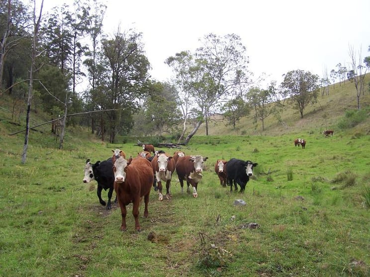 Click to view all images Razorback Creek Rivertree NSW 2372 - Image 3
